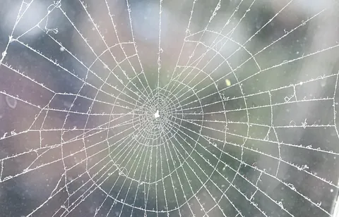 Vinter - spindelvæv
